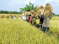 paddy farmer